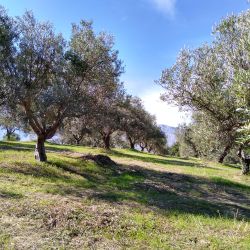 Olivenöl Ernte