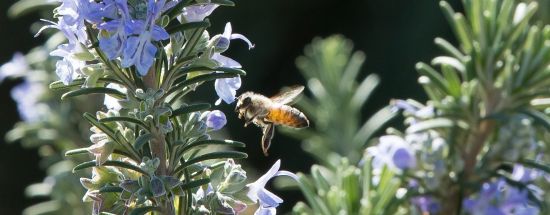 Biene auf Rosmarin