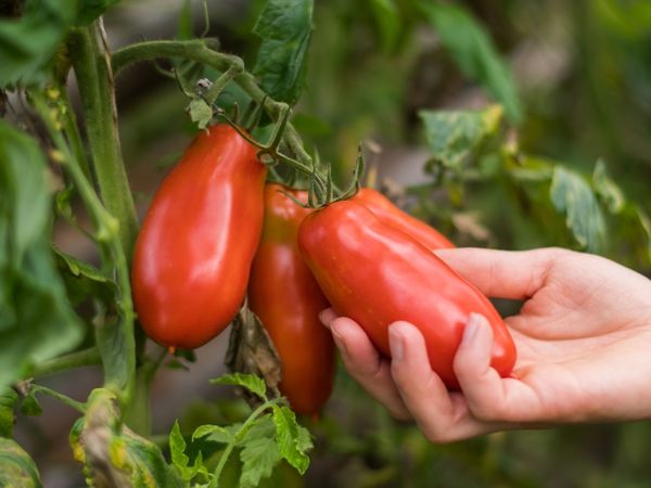 Roma Tomate am Strauch