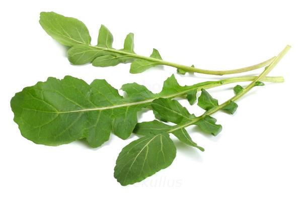 Produktfoto zu Rauke (Rucola Sativa)