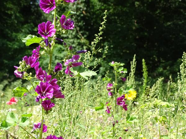 Produktfoto zu Stauden-Kiste: Insekten