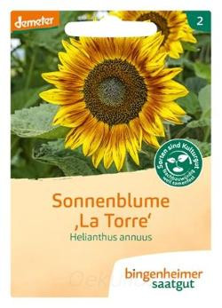 Produktfoto zu Sonnenblume "La Torre" (Saatgut)